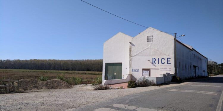 Rice Museum: Architecture Rooted in Rural Memory and Ecology – ArchDaily