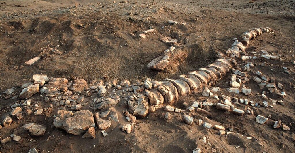 Science museum discovers dinosaur fossils hidden under its parking lot – The Washington Post