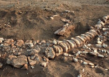 Science museum discovers dinosaur fossils hidden under its parking lot – The Washington Post