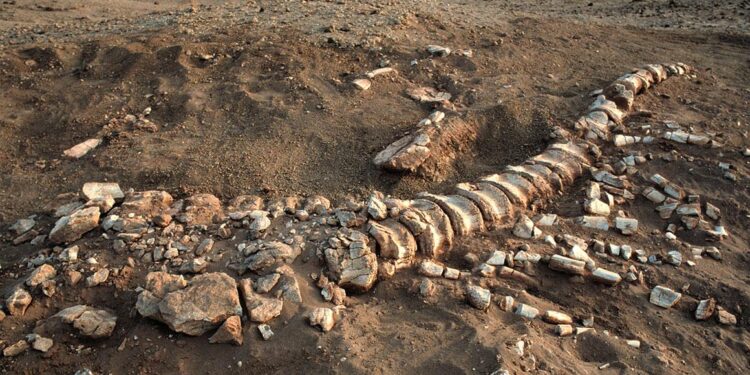 Science museum discovers dinosaur fossils hidden under its parking lot – The Washington Post