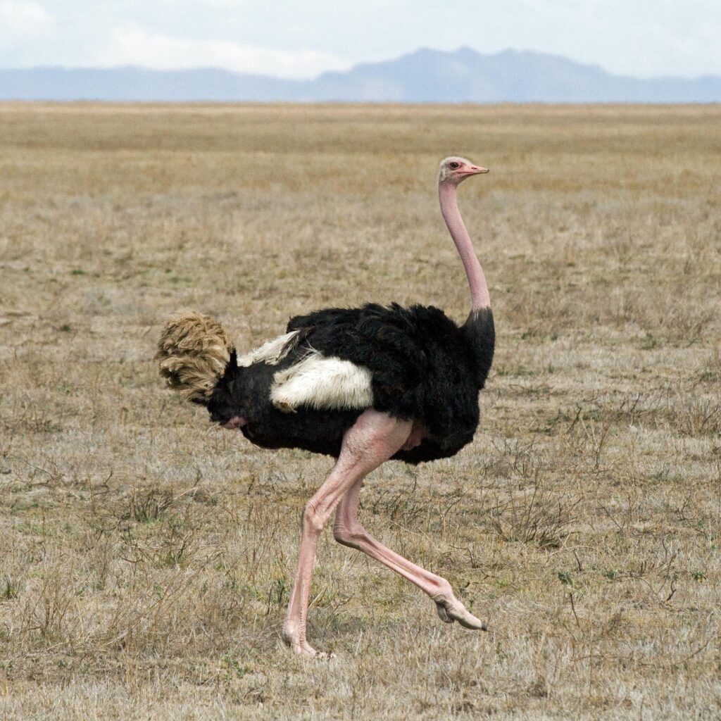 Scientists To Resurrect Tallest Bird To Have Ever Lived On Earth – NDTV