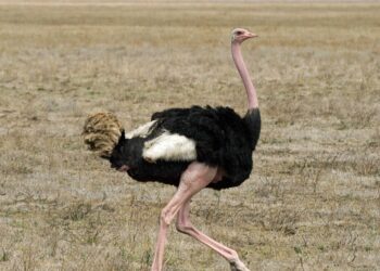 Scientists To Resurrect Tallest Bird To Have Ever Lived On Earth – NDTV