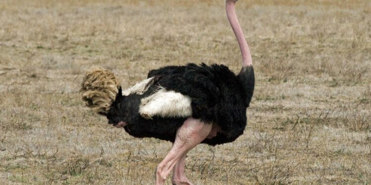 Scientists To Resurrect Tallest Bird To Have Ever Lived On Earth – NDTV