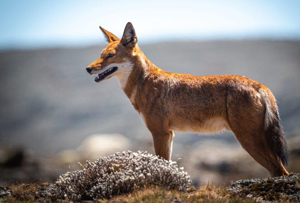 Canids as pollinators? Nectar foraging by Ethiopian wolves may contribute to the pollination of Kniphofia foliosa – ESA Journals