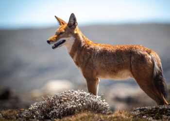Canids as pollinators? Nectar foraging by Ethiopian wolves may contribute to the pollination of Kniphofia foliosa – ESA Journals
