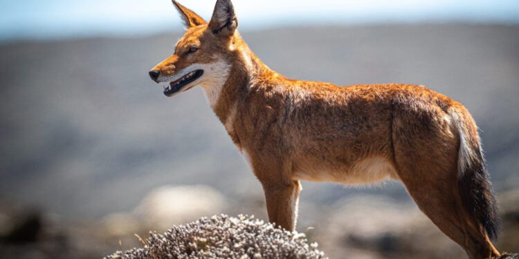 Canids as pollinators? Nectar foraging by Ethiopian wolves may contribute to the pollination of Kniphofia foliosa – ESA Journals