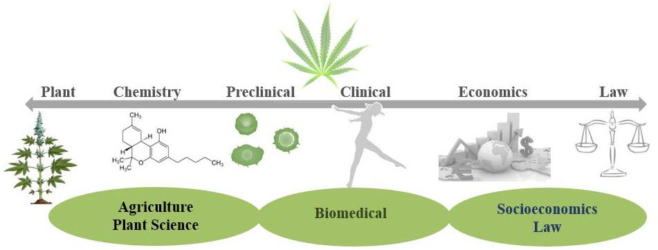 San Diego scientists try to unlock the secrets of cannabis – KPBS