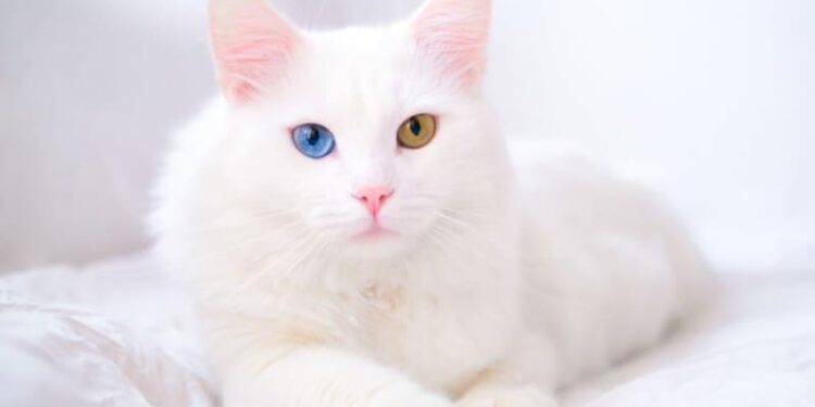Adorable Cat Helps Scientists Discover New Virus (For Second Time) – ScienceAlert