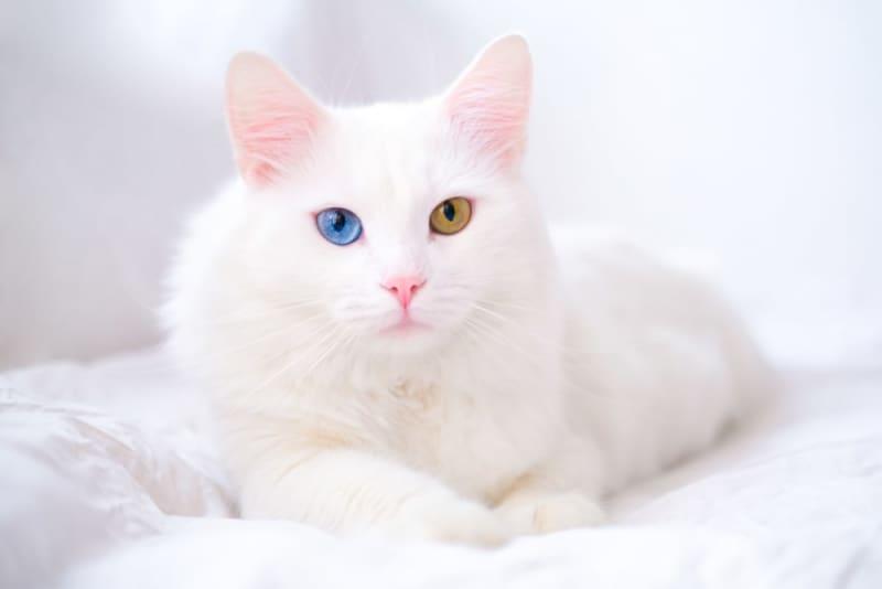 Adorable Cat Helps Scientists Discover New Virus (For Second Time) – ScienceAlert