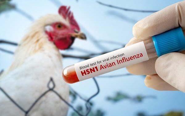 The Bird Flu Story No One Is Telling – Scientific American