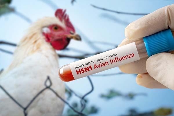 The Bird Flu Story No One Is Telling – Scientific American