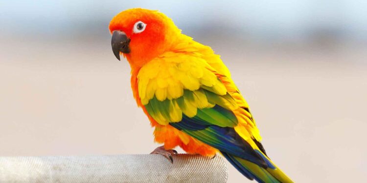 Birds documenting the Anthropocene: Stratigraphy of plastic in urban bird nests – Hiemstra – 2025 – Ecology – ESA Journals