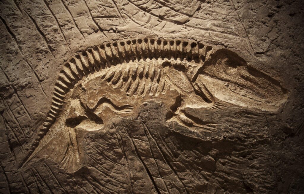 Dinosaur fossil found underneath a Denver museum’s parking lot – CNN