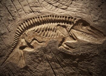 Dinosaur fossil found underneath a Denver museum’s parking lot – CNN