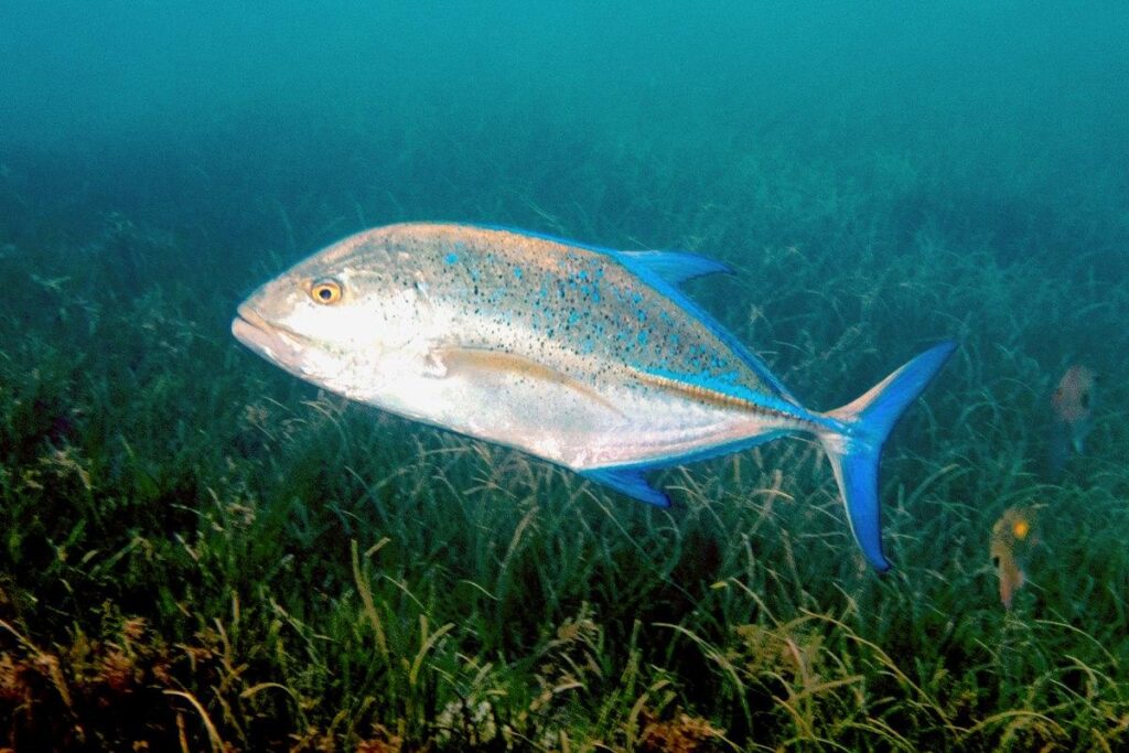 To see and not be seen: Carangids hide behind sharks to prey on fish – Cattano – 2025 – Ecology – ESA Journals