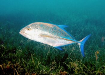 To see and not be seen: Carangids hide behind sharks to prey on fish – Cattano – 2025 – Ecology – ESA Journals