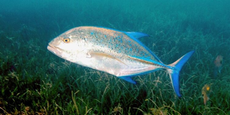 To see and not be seen: Carangids hide behind sharks to prey on fish – Cattano – 2025 – Ecology – ESA Journals