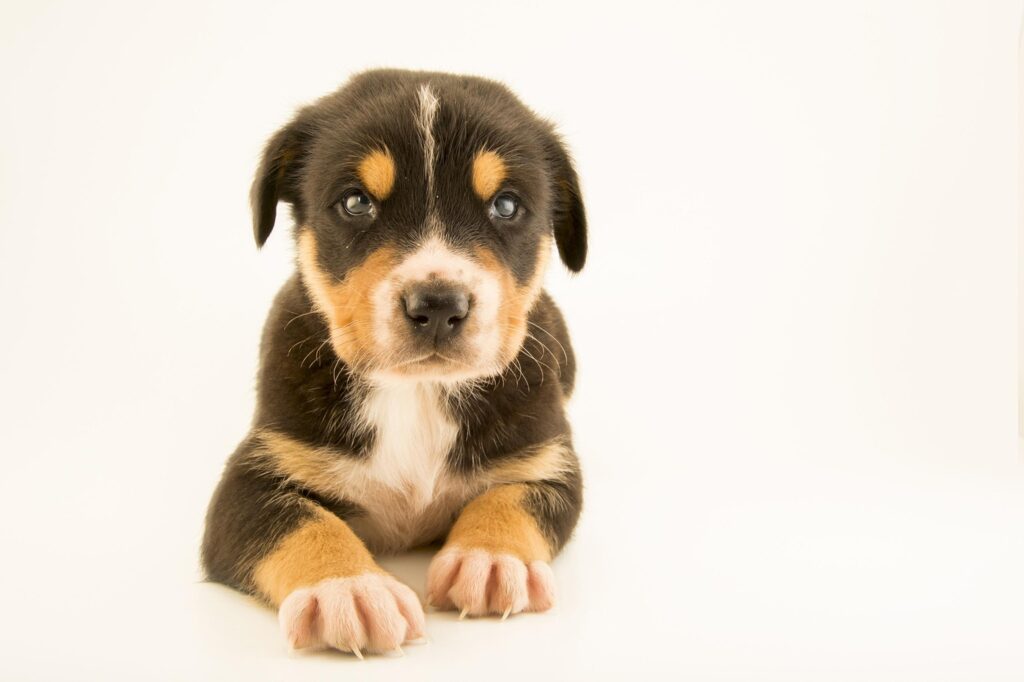 Do Dogs Judge Human Character? Science Says Maybe Not – Study Finds
