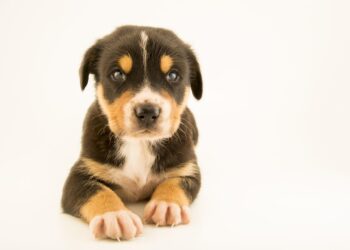 Do Dogs Judge Human Character? Science Says Maybe Not – Study Finds