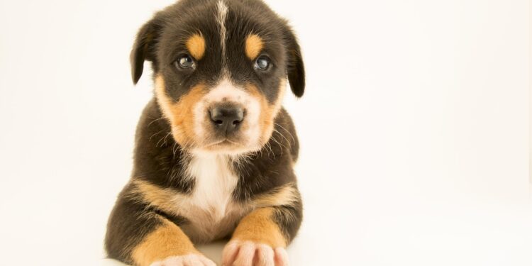 Do Dogs Judge Human Character? Science Says Maybe Not – Study Finds