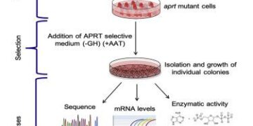 Polypurine Hairpin Technology is Safe, Effective at Inhibiting PCSK9 to Regulate Cholesterol – Pharmacy Times