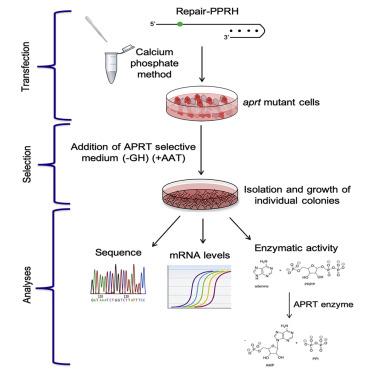 Polypurine Hairpin Technology is Safe, Effective at Inhibiting PCSK9 to Regulate Cholesterol – Pharmacy Times