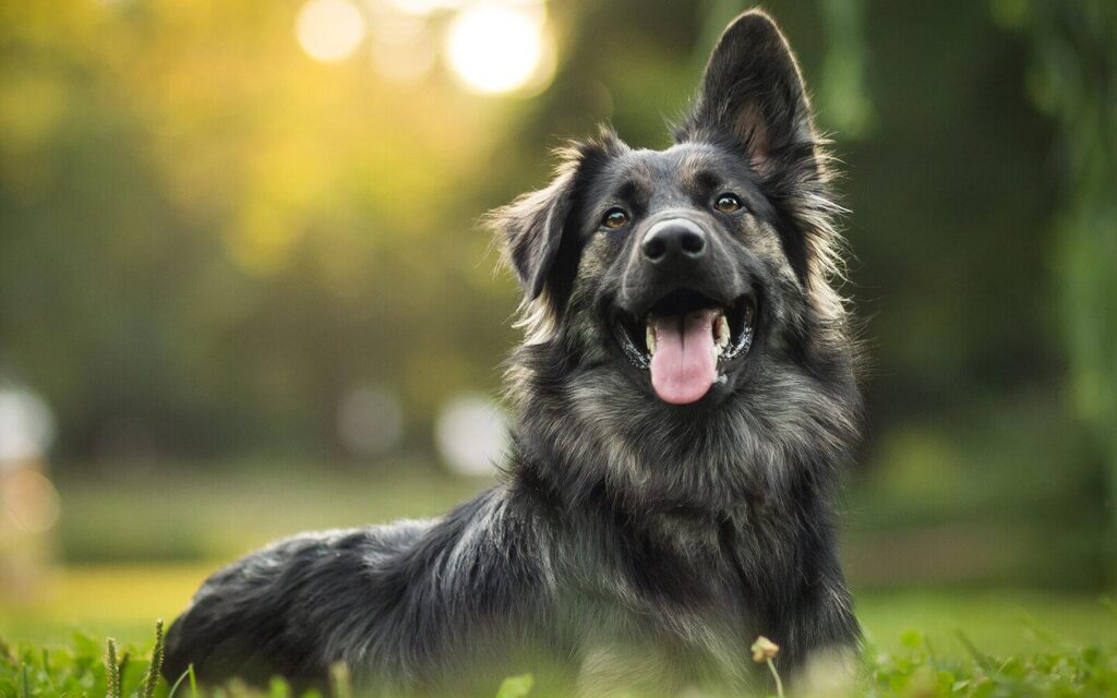 Do dogs know who’s kind? Scientists put it to the test—and got a surprise – ScienceDaily