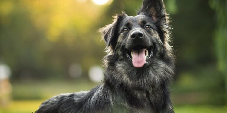 Do dogs know who’s kind? Scientists put it to the test—and got a surprise – ScienceDaily