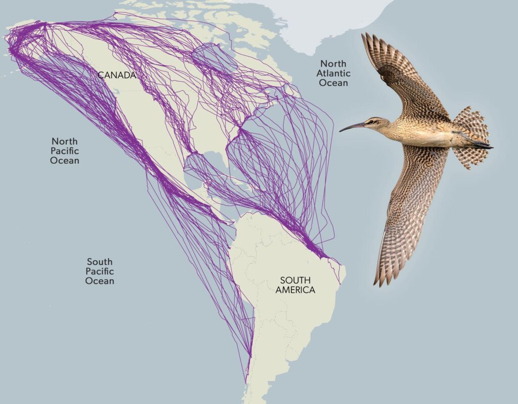 Migrating shorebird killed by raptor at 3000 m above ground as revealed by high-resolution tracking – ESA Journals