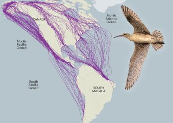 Migrating shorebird killed by raptor at 3000 m above ground as revealed by high-resolution tracking – ESA Journals