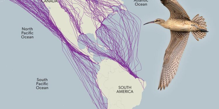 Migrating shorebird killed by raptor at 3000 m above ground as revealed by high-resolution tracking – ESA Journals