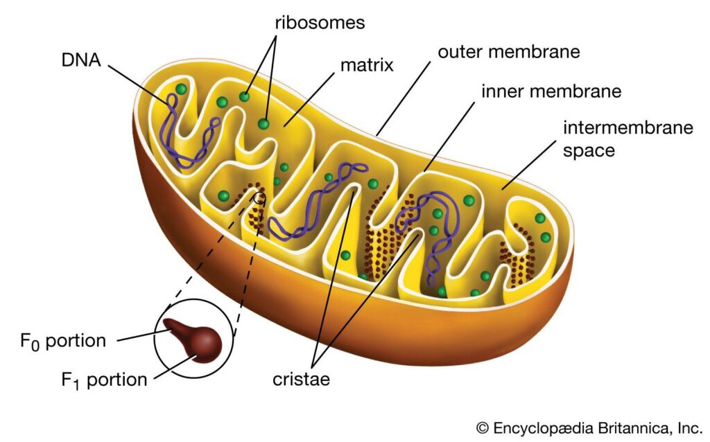 Mitochondria and health – National Institutes of Health (NIH) | (.gov)