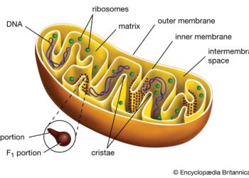 Mitochondria and health – National Institutes of Health (NIH) | (.gov)