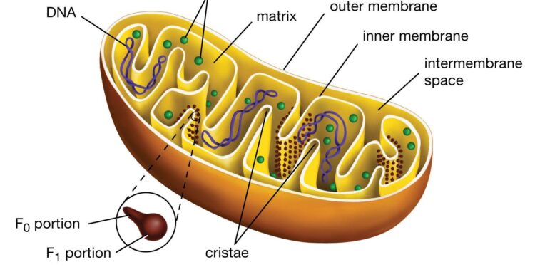 Mitochondria and health – National Institutes of Health (NIH) | (.gov)