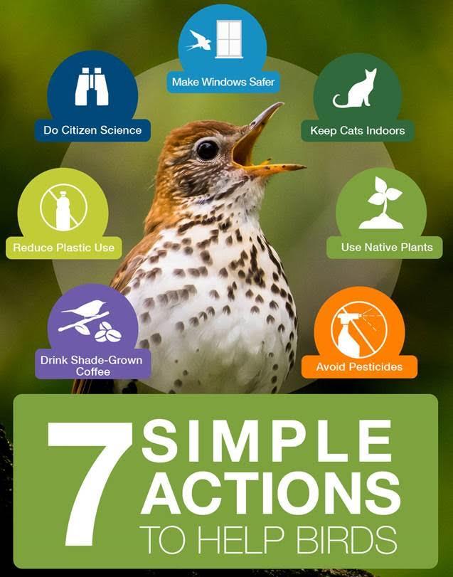 Threat reduction must be coupled with targeted recovery programmes to conserve global bird diversity – Nature