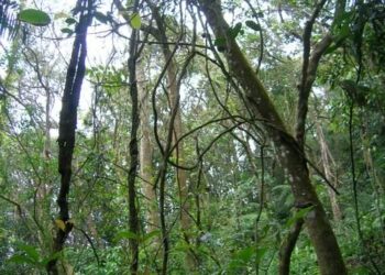 When can we detect lianas from space? Toward a mechanistic understanding of liana-infested forest optics – ESA Journals