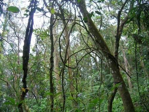 When can we detect lianas from space? Toward a mechanistic understanding of liana-infested forest optics – ESA Journals