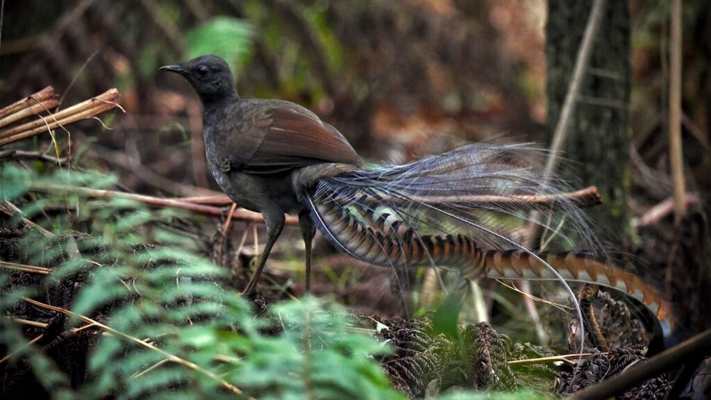 Foraging activity by an ecosystem engineer, the superb lyrebird, ‘farms’ its invertebrate prey – besjournals