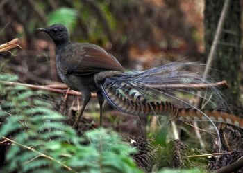 Foraging activity by an ecosystem engineer, the superb lyrebird, ‘farms’ its invertebrate prey – besjournals