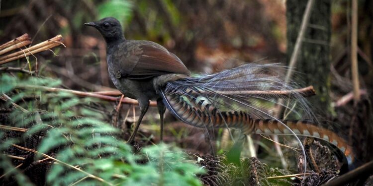 Foraging activity by an ecosystem engineer, the superb lyrebird, ‘farms’ its invertebrate prey – besjournals