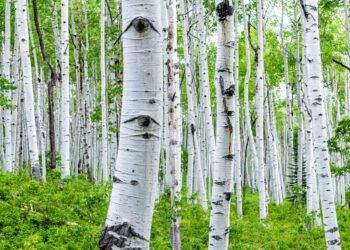 Yellowstone aspen showing signs of recovery following 1995 reintroduction of wolves to park – Oregon State University