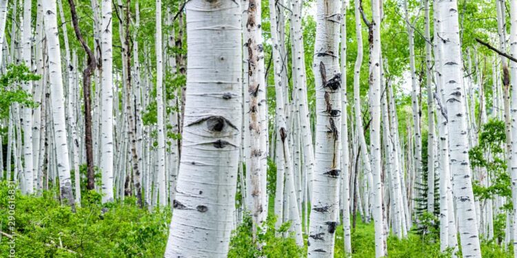 Yellowstone aspen showing signs of recovery following 1995 reintroduction of wolves to park – Oregon State University