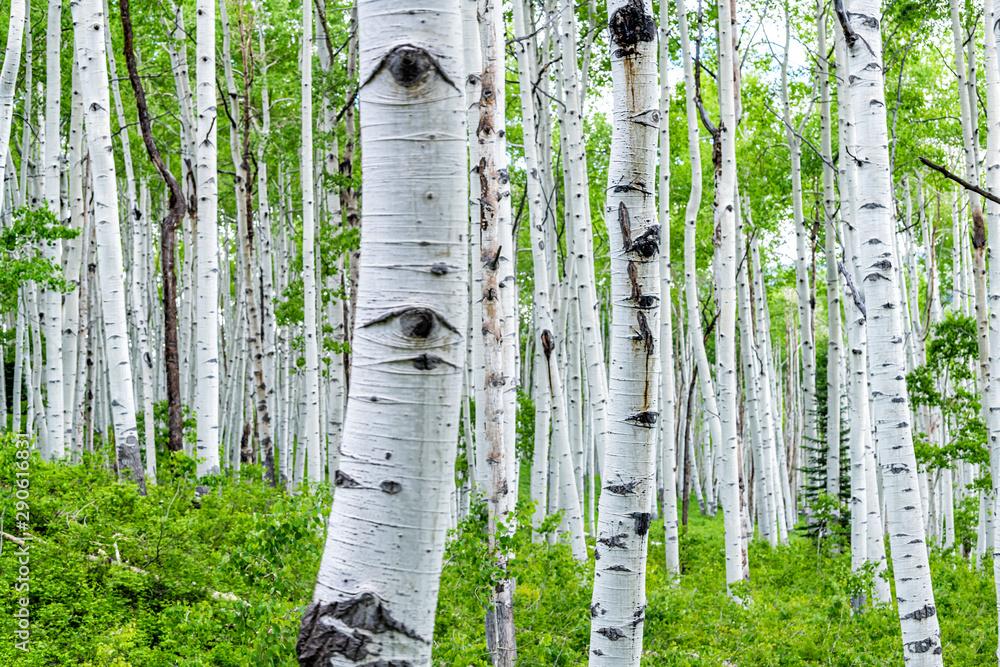Yellowstone aspen showing signs of recovery following 1995 reintroduction of wolves to park – Oregon State University