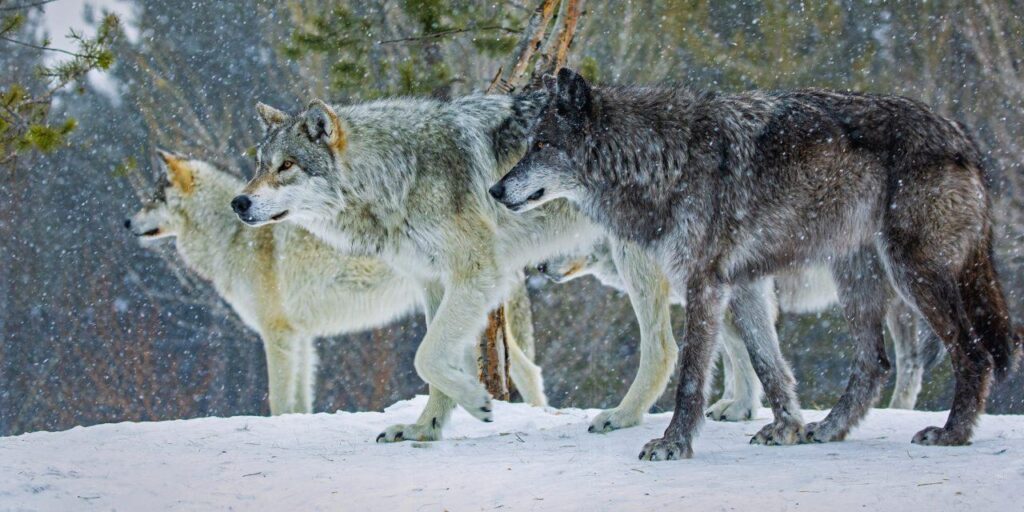 Return of wolves to Yellowstone has led to a surge in aspen trees unseen for 80 years – Live Science