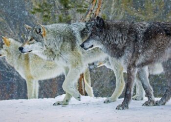 Return of wolves to Yellowstone has led to a surge in aspen trees unseen for 80 years – Live Science