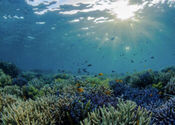 Coral reef ecology and restoration – Nature