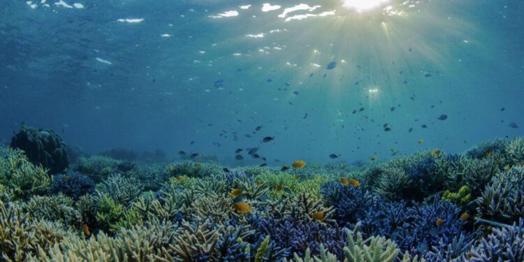 Coral reef ecology and restoration – Nature