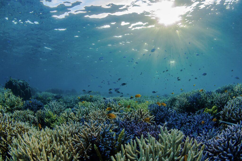 Coral reef ecology and restoration – Nature