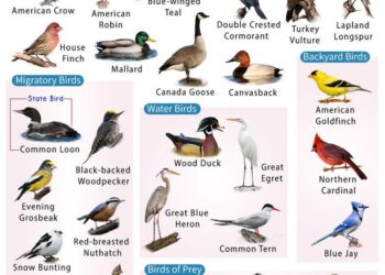 Experts at St. Olaf: Minnesota birds and their connection to local habitats – St. Olaf College