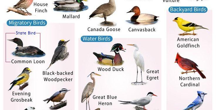 Experts at St. Olaf: Minnesota birds and their connection to local habitats – St. Olaf College